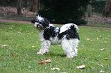 TERRIER DU TIBET 393